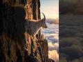☁️ The World Above the Clouds | Mountain Goat Documentary#Wildlife #NatureDocumentary #MountainGoats