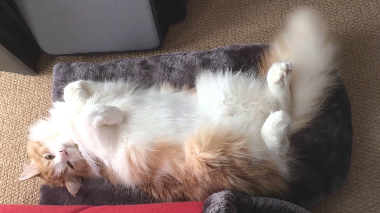 kawaii emoticons Too much relaxed cat PRIN