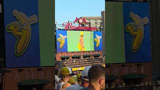 Savannah bananas st louis 8/22/26