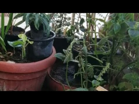 علق حلمه علي الشماعه
