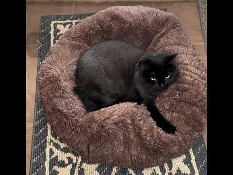 Honest Review Of Fluffy calming Dog Pet Donut Bed