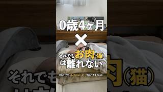 それでもお肉(猫)は離れない #4ヶ月