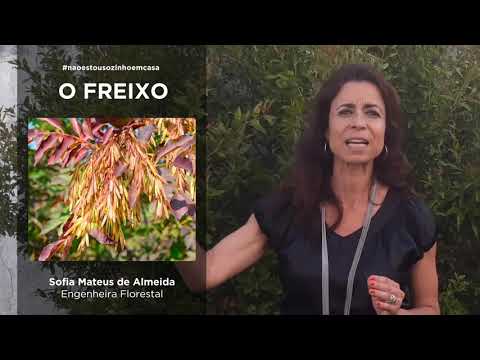 Vídeo: Freixo Comum (30 Fotos): Descrição Da árvore, Folha E Fruto. Altura E Sistema Radicular, Pendula, Summit E Outras Variedades