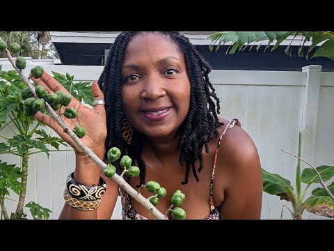 Part 2 - Backyard Farm Tour -Tropical exotic fruit and flowers-zone 9b