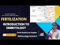 Fertilization Process in Humans | Embryology Simplified