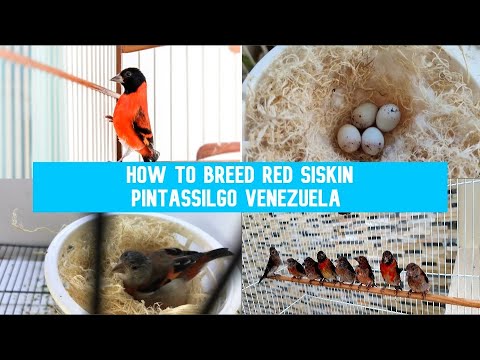 Pintassilgo da Venezuela Reprodução - How to breed Red Siskin