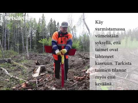 Video: Leikattujen puiden uudelleenistuttaminen – voitko istuttaa uudelleen leikatun joulukuusen
