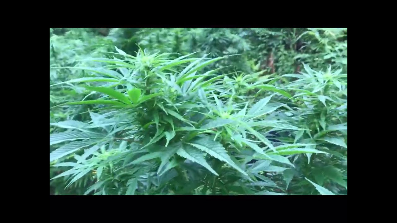 BIGGEST OUTDOOR AUTOFLOWER UK 2020