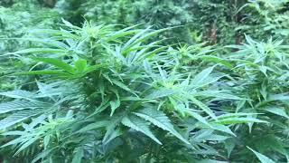 BIGGEST OUTDOOR AUTOFLOWER UK 2020