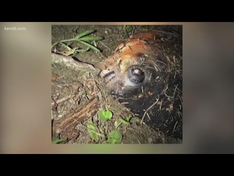 sandro Texas fisherman reels in strange, exotic sight