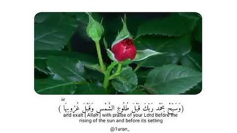 تلاوة جميلة// للقارئ اسلام صبحي //ماتيسر من سورة( طه)