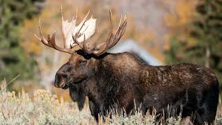 Moose Sounds ๐ฆ | Real Calls, Grunts & Noises in the Wild