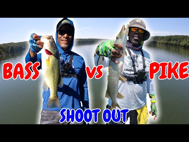 Aggressive Bass destroy the baits!!, BASS / PIKE FISHING