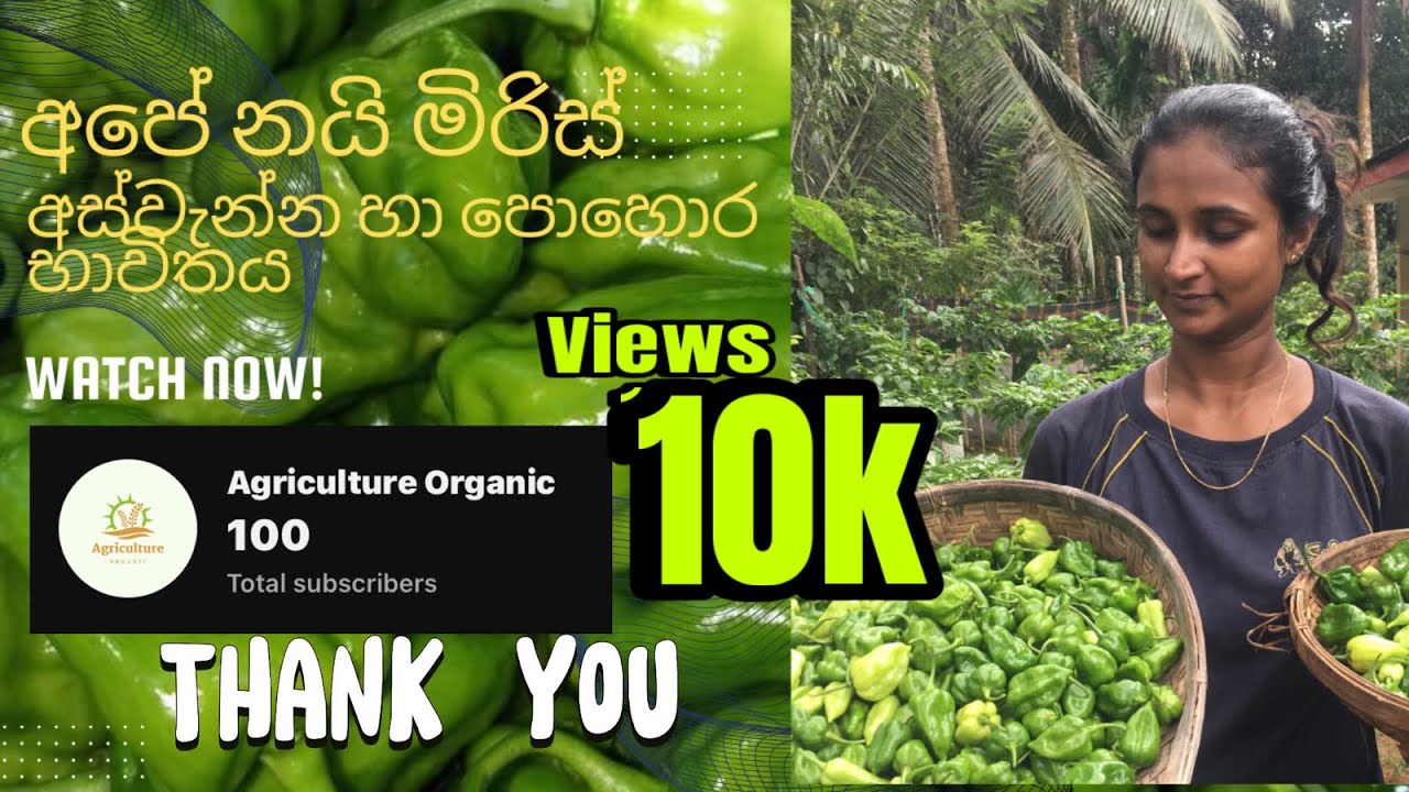 මගේ නයි මිරිස් වගාවට පොහොර යෙදිම හා මගේ නයි මිරිස් ගස් 33 මං කඩපු කිලෝ ප්‍රාමාණය/Nai miris wagawa.