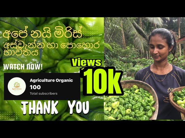 මගේ නයි මිරිස් වගාවට පොහොර යෙදිම හා මගේ නයි මිරිස් ගස් 33 මං කඩපු කිලෝ ප්‍රාමාණය/Nai miris wagawa.