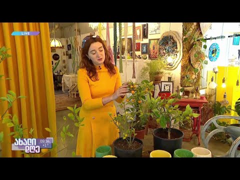 #ახალიდღე ციტრუსის მოვლა სახლში  - რუბრიკა „მცენარეების მეგობარი“