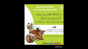 نظر بد اور بیماری سے جانور کو بچانے کا روحانی علاج 