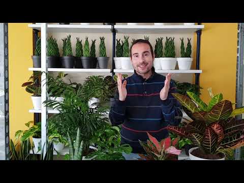 Video: Qué es una planta Mikado: Consejos para cultivar plantas Mikado en interiores