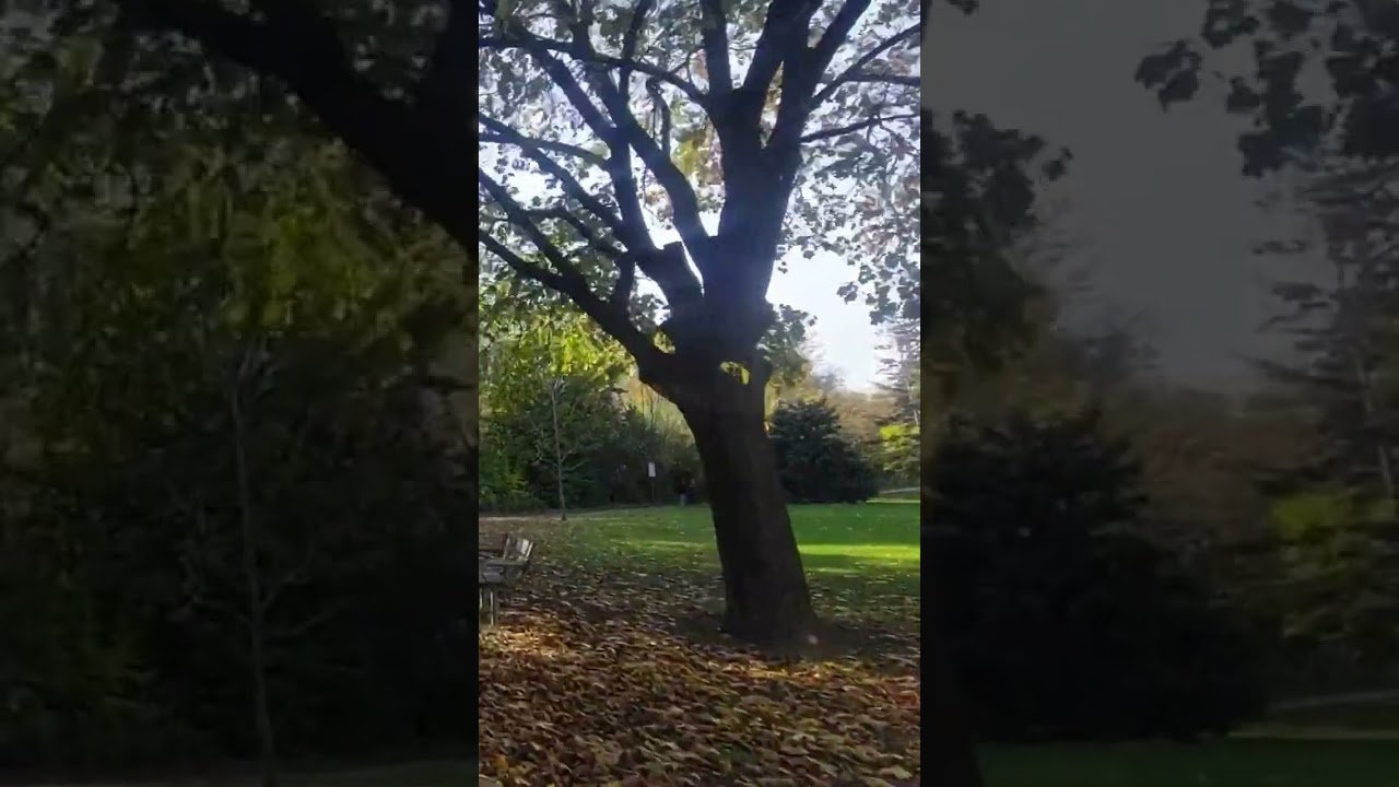 A Peaceful Walk on the Trail #28 🍂 | Calm Autumn Walk