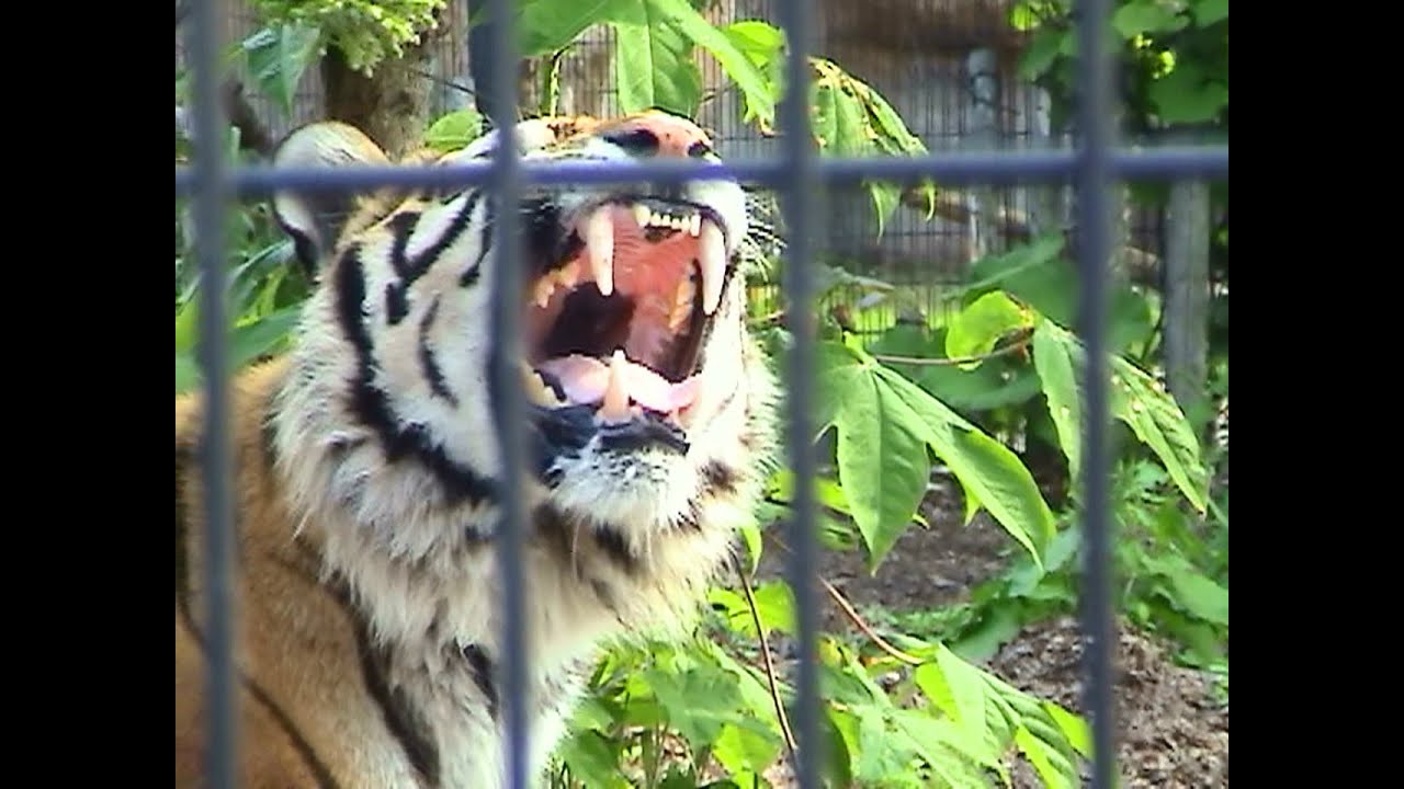 アムールトラのフレーメン 旭山動物園 Flehmen Reaction Of Amur Tiger Youtube