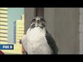New Day Cleveland: Ohio Scottish Games & Celtic Festival