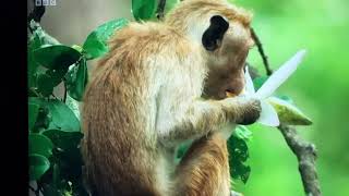 Macaques In Sri Lanka from BBC “Mammals” 2024