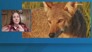 11Alive News The Take Uga Study On Coyote Population Surge 10625