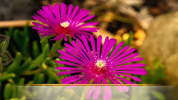 سورة البقرة يوسف ناهض