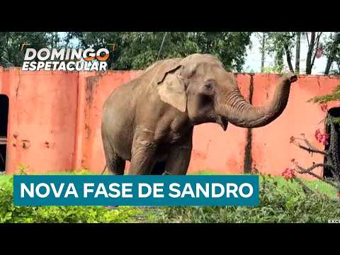 The journey of Sandro: Domingo Espetacular visits the only living male Asian elephant in Brazil