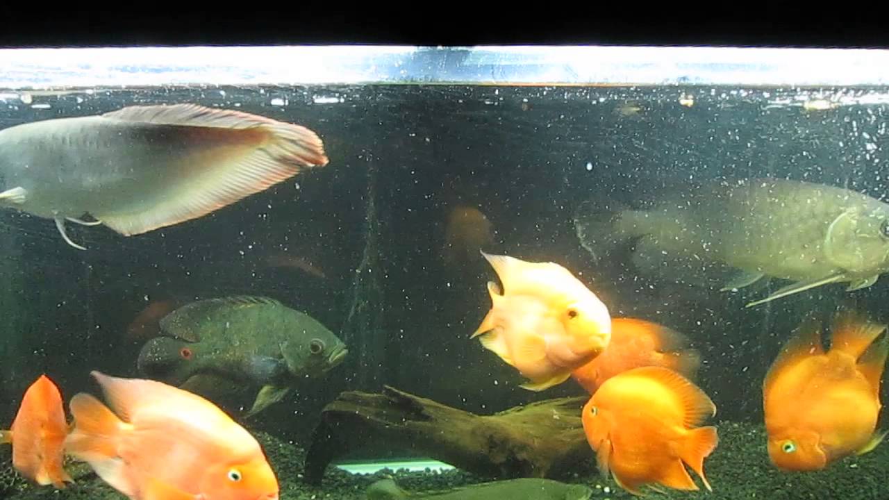 魚達のコオロギ捕食シーン グリーンアロワナ シルバーアロワナ オスカー パロット編 Youtube