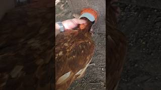 Chickens head stuck #freerangechickens #chickens #chicken #backyardchickens #chickencoop
Will my chicken make it out of this ok? Chickens head stuck #freerangechickens #chickens #chicken #backyardchickens #chickencoop