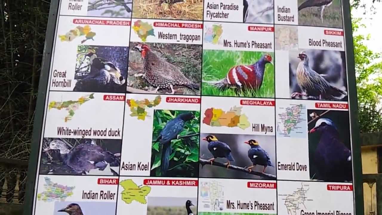 List of Indian State Birds Video State Official Birds Of India State Wise -  YouTube
