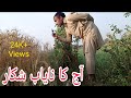 Ajj Nayab Batair Pkra || Zindgi Men Pehli Bar Ayesa Bateer Pakra || Hunter Hunt