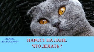 13.04.18 Нарост на лапе. Что делать? 13.04.18 Нарост на лапе. Что делать?