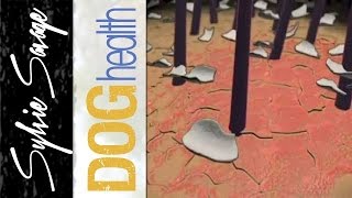 Dog dandruff - What is it