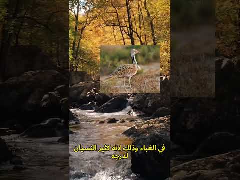 اغرب الطيور الحبارى