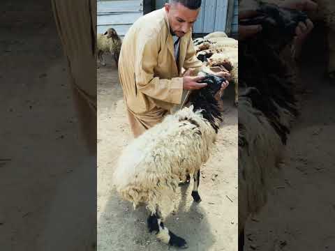 خروف قديم بس قرنه مقفول خلي بااااالك تاابع01273231279