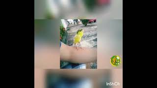 Vuvuv