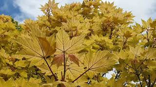Acer pseudoplatanus 'Brillantissimum' javor horský klen