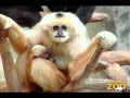 New Baby Gibbon at Brookfield Zoo