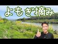 【野草初心者OK】ヨモギの摘み方からヨモギ餅の作り方まで完全解説【京都・鴨川】