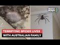 Giant spider has been australian familys guest for 1 year