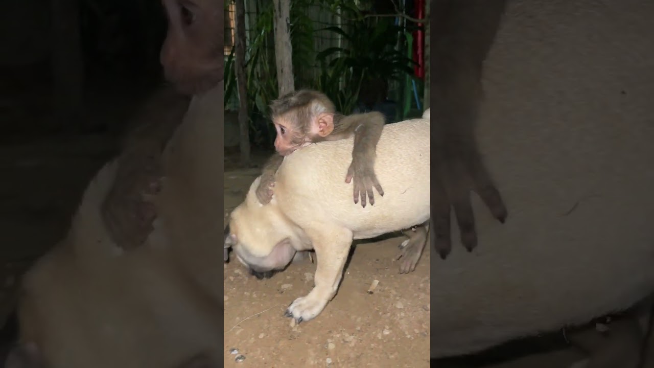 try to laugh ! Best funny baby monkey hug puppy dog .
