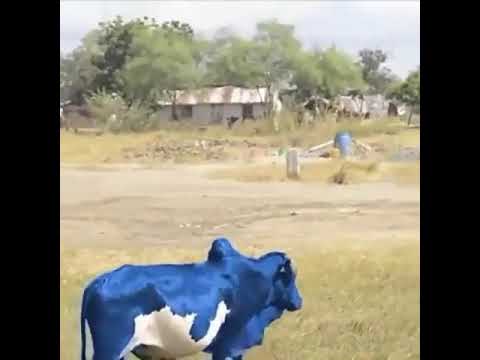 Hatari Angalia Ngombe Wa Maajabu