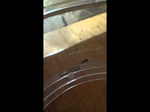 Video: Hur hittar drottningar termiter?