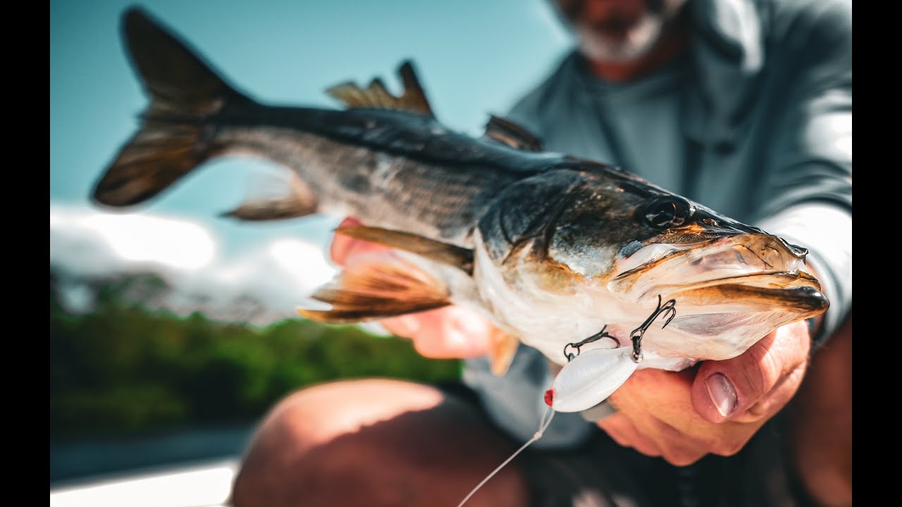 Snook fishing in Charlotte Harbor Florida