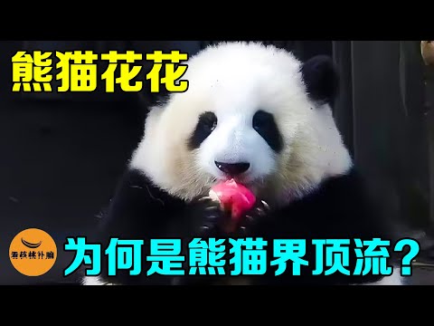 短胖炸毛不善爬树的呆萌花花，是怎么成为熊猫顶流，花花有多可爱？【看核桃补脑】