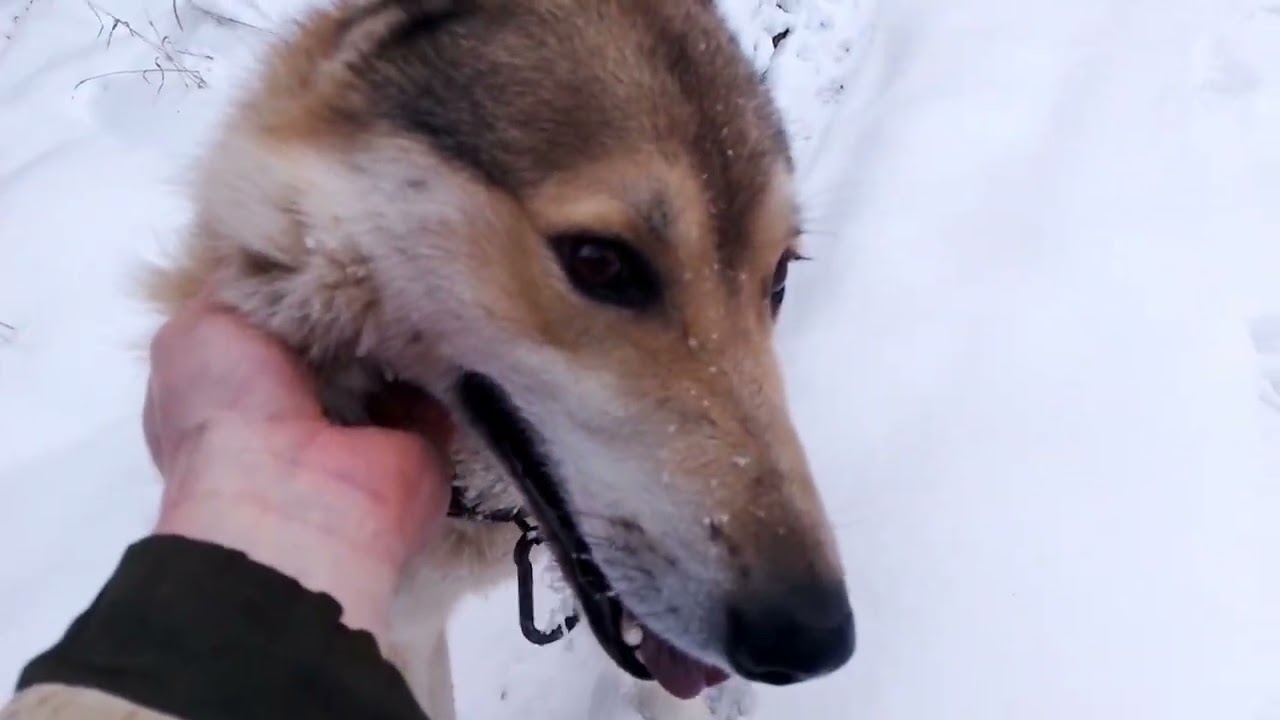 Зимний ретрит. Прогулка по лесу, баня #баня #парение #пармастер #ВалентинРадогой