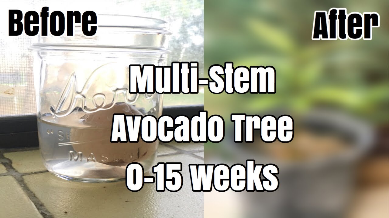 How to grow AVOCADO TREE from seed | Part 1 (0-15 weeks)