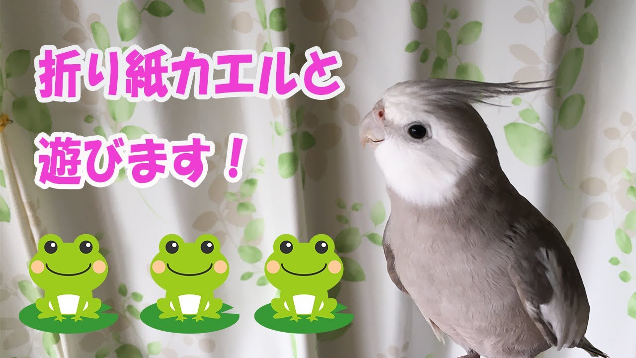 オカメインコ 折り紙のカエルと遊んでみた ここちゃん Youtube
